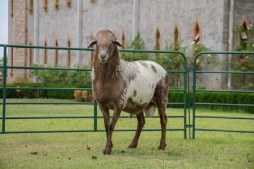 LOT 229&nbsp;1&nbsp;X MEATMASTER RAM