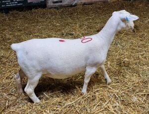 LOT 60 2X WHITE DORPER OOI/EWE FLOCK ASHLEY PHILLIPS