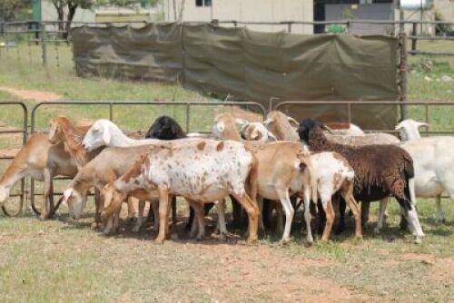 5X MEATMASTER X OOI/EWE (PAY PER ANIMAL TO TAKE ALL)