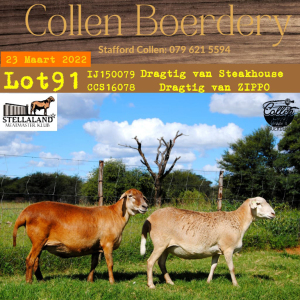 2X OOI/EWE MEATMASTER COLLEN BOERDERY ( PAY PER ANIMAL TO TAKE ALL)