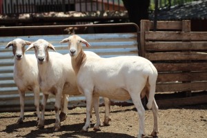 4X OOI/EWE MEATMASTER 3X PREGNANT LAPFONTEIN MEATMASTERS (PAY PER LOT TO TAKE ALL)