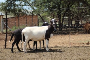 2X OOI/EWE MEATMASTER LAPFONTEIN MEATMASTERS (PAY PER LOT TO TAKE ALL)