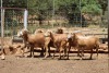 5X OOI/EWE MEATMASTER 2 X PREGNANT LAPFONTEIN MEATMASTERS(PAY PER ANIMAL TO TAKE ALL)