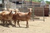 5X OOI/EWE MEATMASTER 2 X PREGNANT LAPFONTEIN MEATMASTERS(PAY PER ANIMAL TO TAKE ALL) - 2