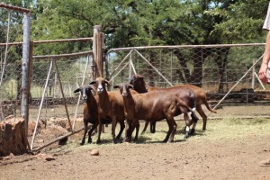 5X OOI/EWE MEATMASTER LAPFONTEIN MEATMASTERS (PAY PER ANIMAL TO TAKE ALL)