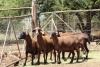 5X OOI/EWE MEATMASTER LAPFONTEIN MEATMASTERS (PAY PER ANIMAL TO TAKE ALL) - 2