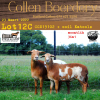 3X OOI/EWE MEATMASTER COLLEN BOERDERY (PAY PER ANIMAL TO TAKE ALL)