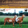 3X OOI/EWE MEATMASTER COLLEN BOERDERY (PAY PER ANIMAL TO TAKE ALL) - 2