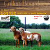 3X OOI/EWE MEATMASTER COLLEN BOERDERY (PAY PER ANIMAL TO TAKE ALL) - 3