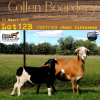 3X OOI/EWE MEATMASTER COLLEN BOERDERY (PAY PER ANIMAL TO TAKE ALL) - 5