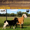 3X OOI/EWE MEATMASTER COLLEN BOERDERY (PAY PER ANIMAL TO TAKE ALL) - 6