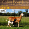 3X OOI/EWE MEATMASTER COLLEN BOERDERY (PAY PER ANIMAL TO TAKE ALL) - 7