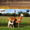 3X OOI/EWE MEATMASTER COLLEN BOERDERY (PAY PER ANIMAL TO TAKE ALL) - 9