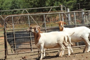 4X OOI/EWE MEATMASTER 1X PREGNANT LAPFONTEIN MEATMASTERS (PAY PER ANIMAL TO TAKE ALL)