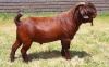 LOT 1 1X RAM Albian Stud STOET