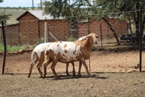 2X OOI/EWE MEATMASTER 1X PREGNANT LAPFONTEIN MEATMASTERS (PAY PER ANIMAL TO TAKE ALL)