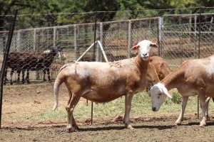 4X OOI/EWE MEATMASTER 1X PREGNANT LAPFONTEIN MEATMASTERS (PAY PER ANIMAL TO TAKE ALL)