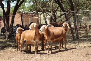 4X OOI/EWE MEATMASTER LAPFONTEIN MEATMASTERS (PAY PER ANIMAL TO TAKE ALL)