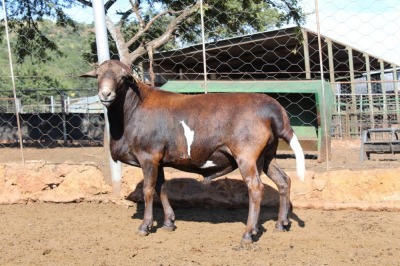 1X RAM MEATMASTER LAPFONTEIN MEATMASTERS