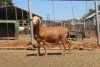 1X RAM MEATMASTER LAPFONTEIN MEATMASTERS