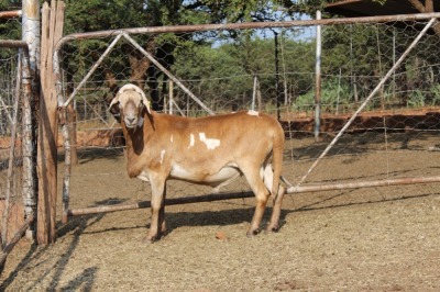 1X RAM MEATMASTER LAPFONTEIN MEATMASTERS