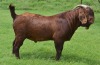 LOT 6 1X RAM Fermar Kalahari Reds KUDDE - 2