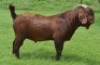 LOT 6 1X RAM Fermar Kalahari Reds KUDDE - 2