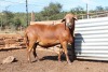 1X RAM MEATMASTER LAPFONTEIN MEATMASTERS - 2