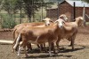 3X OOI/EWE MEATMASTER LAPFONTEIN MEATMASTERS (PAY PER ANIMAL TO TAKE THE LOT)