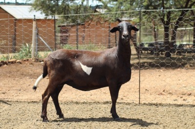 WITHDRAW 1X OOI/EWE MEATMASTER LAPFONTEIN MEATMASTERS