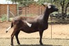 WITHDRAW 1X OOI/EWE MEATMASTER LAPFONTEIN MEATMASTERS - 2