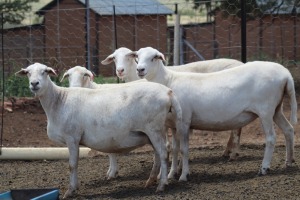 3X OOI/EWE MEATMASTER 1X PREGNANT LAPFONTEIN MEATMASTERS (PAY PER ANIMAL TO TAKE THE LOT)