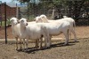 3X OOI/EWE MEATMASTER 1X PREGNANT LAPFONTEIN MEATMASTERS (PAY PER ANIMAL TO TAKE THE LOT) - 2