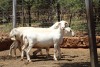 3X OOI/EWE MEATMASTER 1X PREGNANT LAPFONTEIN MEATMASTERS (PAY PER ANIMAL TO TAKE THE LOT) - 3