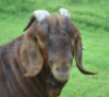 LOT 6 1X RAM Fermar Kalahari Reds KUDDE - 3