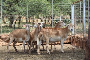 5X OOI/EWE MEATMASTER 2X PREGNANT LAPFONTEIN MEATMASTERS