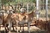 5X OOI/EWE MEATMASTER 2X PREGNANT LAPFONTEIN MEATMASTERS - 2