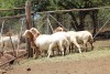 4X OOI/EWE MEATMASTER 2 X PREGNANT LAPFONTEIN MEATMASTERS (PAY PER ANIMAL TO TAKE THE LOT) - 2