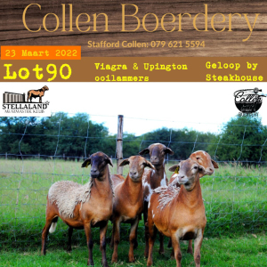 5X OOI/EWE MEATMASTER COLLEN BOERDERY(PAY PER ANIMAL TO TAKE THE LOT)