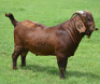 LOT 6 1X RAM Fermar Kalahari Reds KUDDE - 4