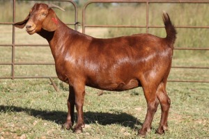 3X KALAHARI RED OOI/EWE FLOCK (PAY PER ANIMAL TO TAKE ALL)