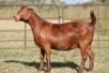 3X KALAHARI RED OOI/EWE FLOCK (PAY PER ANIMAL TO TAKE ALL) - 2