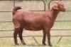 3X KALAHARI RED OOI/EWE FLOCK (PAY PER ANIMAL TO TAKE ALL) - 3