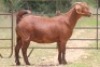 3X KALAHARI RED OOI/EWE FLOCK (PAY PER ANIMAL TO TAKE ALL) - 4