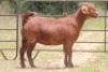 3X KALAHARI RED OOI/EWE FLOCK (PAY PER ANIMAL TO TAKE ALL) - 5