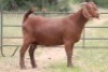 3X KALAHARI RED OOI/EWE FLOCK (PAY PER ANIMAL TO TAKE ALL) - 6