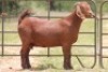3X KALAHARI RED OOI/EWE FLOCK (PAY PER ANIMAL TO TAKE ALL) - 7