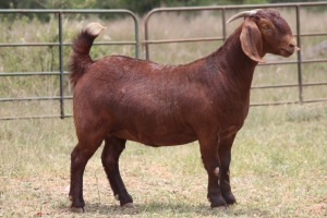 2X KALAHARI RED OOI/EWE FLOCK (PAY PER ANIMAL TO TAKE ALL)