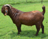 LOT 6 1X RAM Fermar Kalahari Reds KUDDE - 5