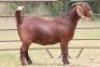2X KALAHARI RED OOI/EWE FLOCK (PAY PER ANIMAL TO TAKE ALL) - 2